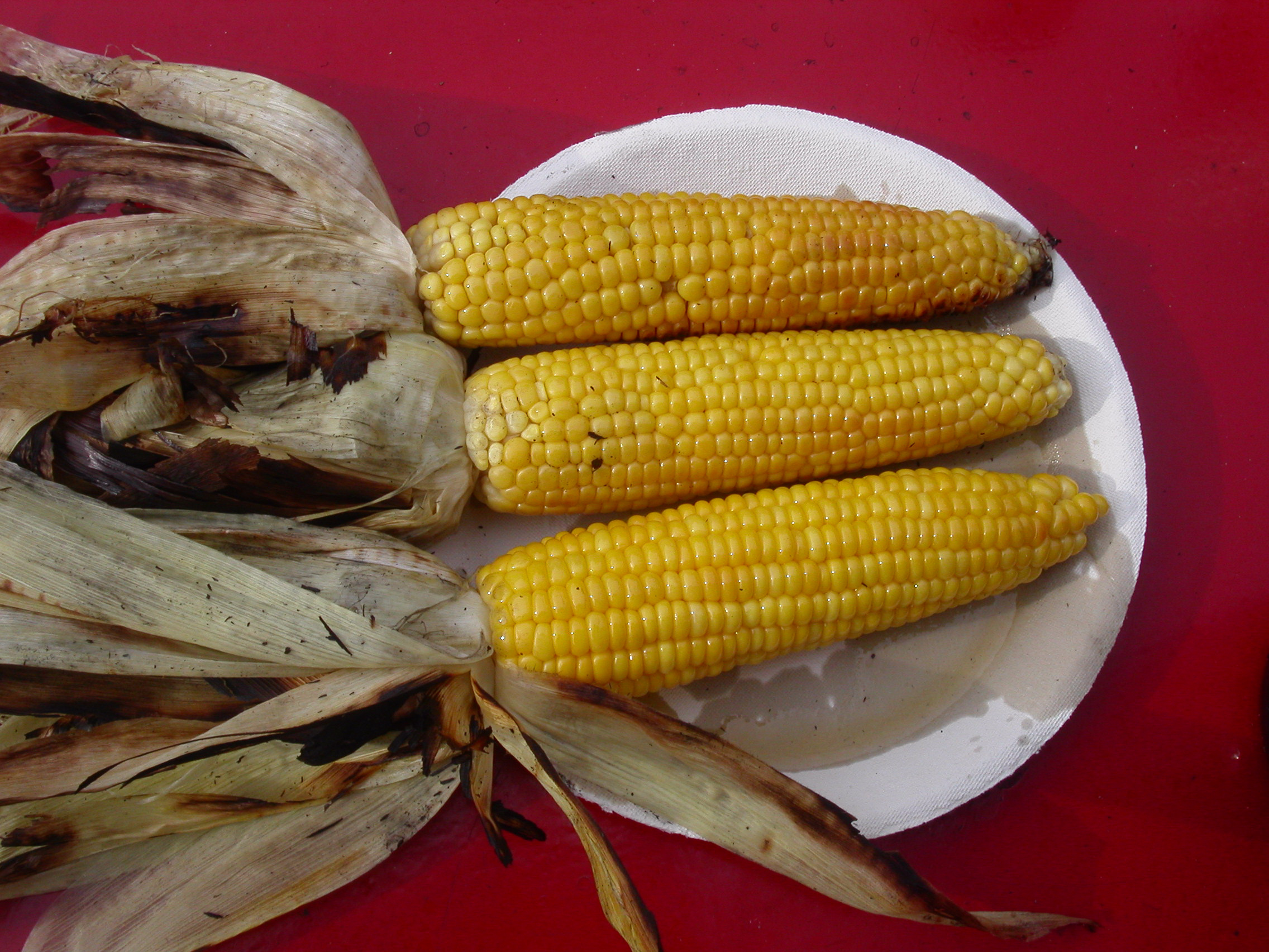 Corn Connecticut