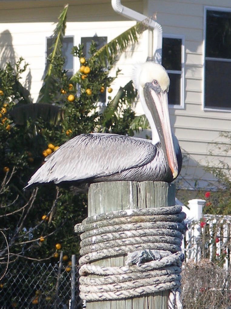 Pelican Tybee Island