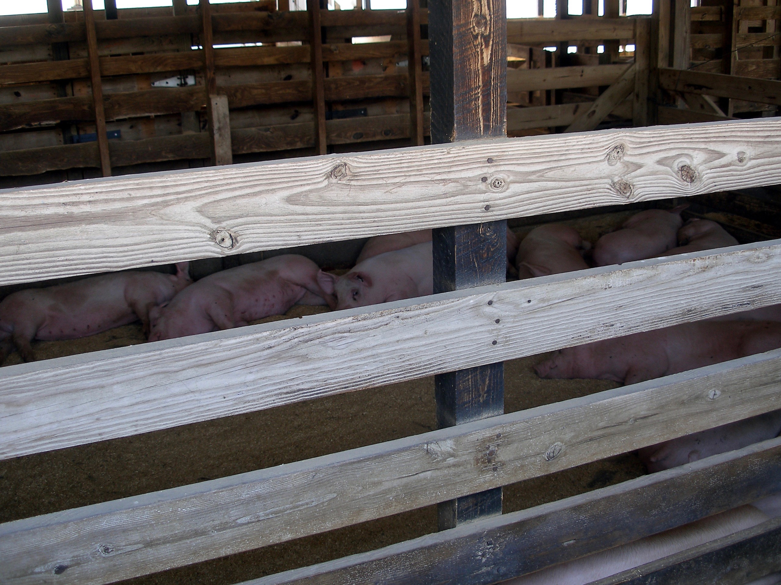 Pigs North Carolina