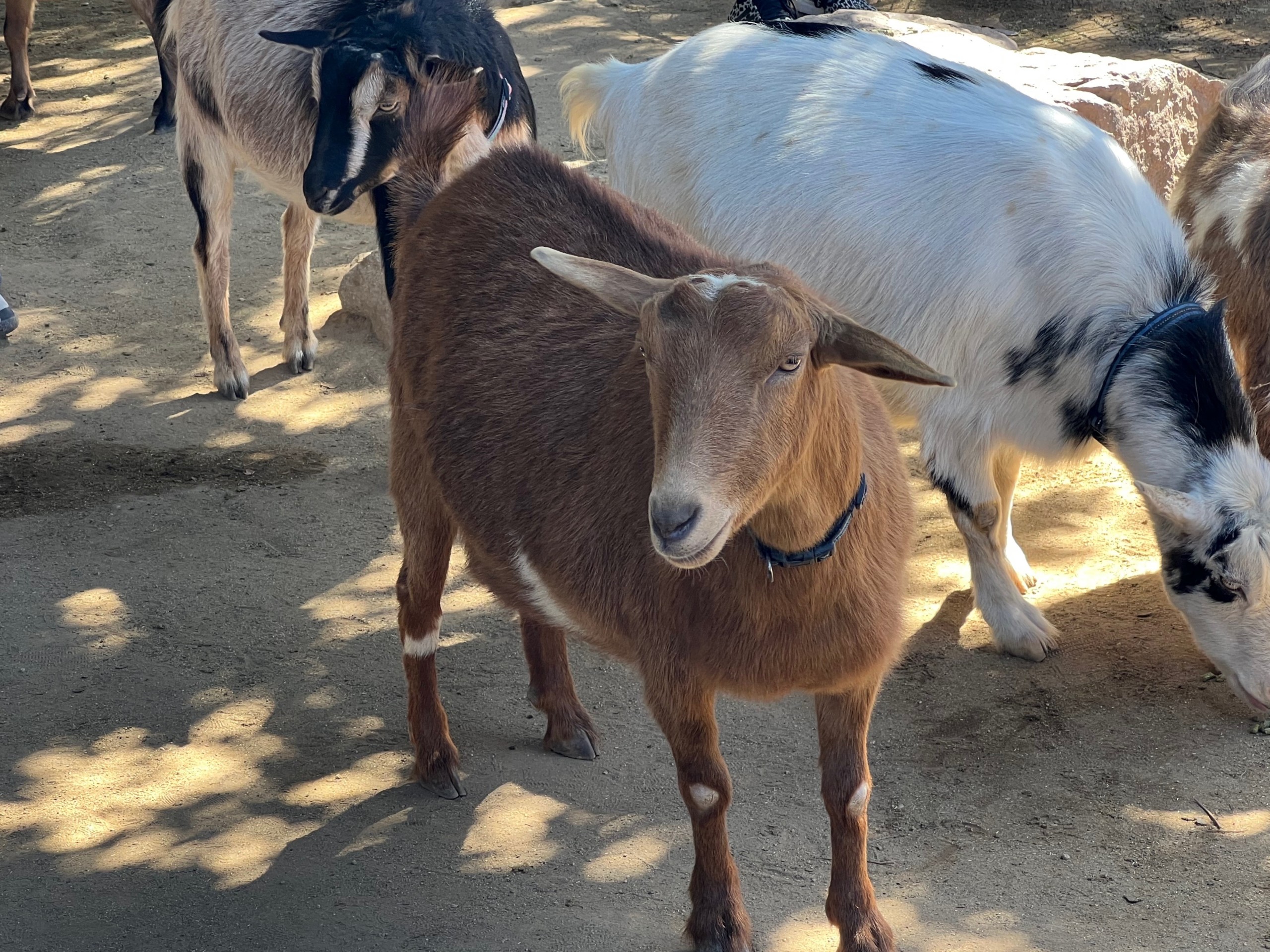 Goats Los Angeles