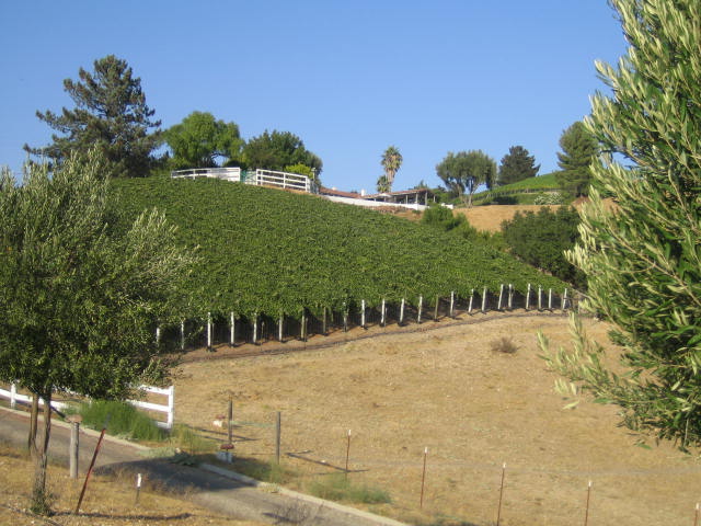 Wine California