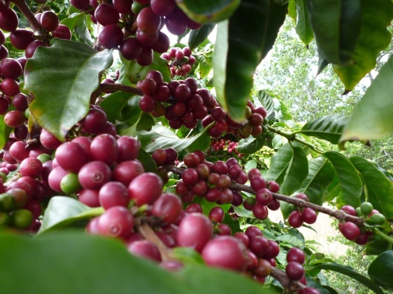 Coffee Santa Barbara