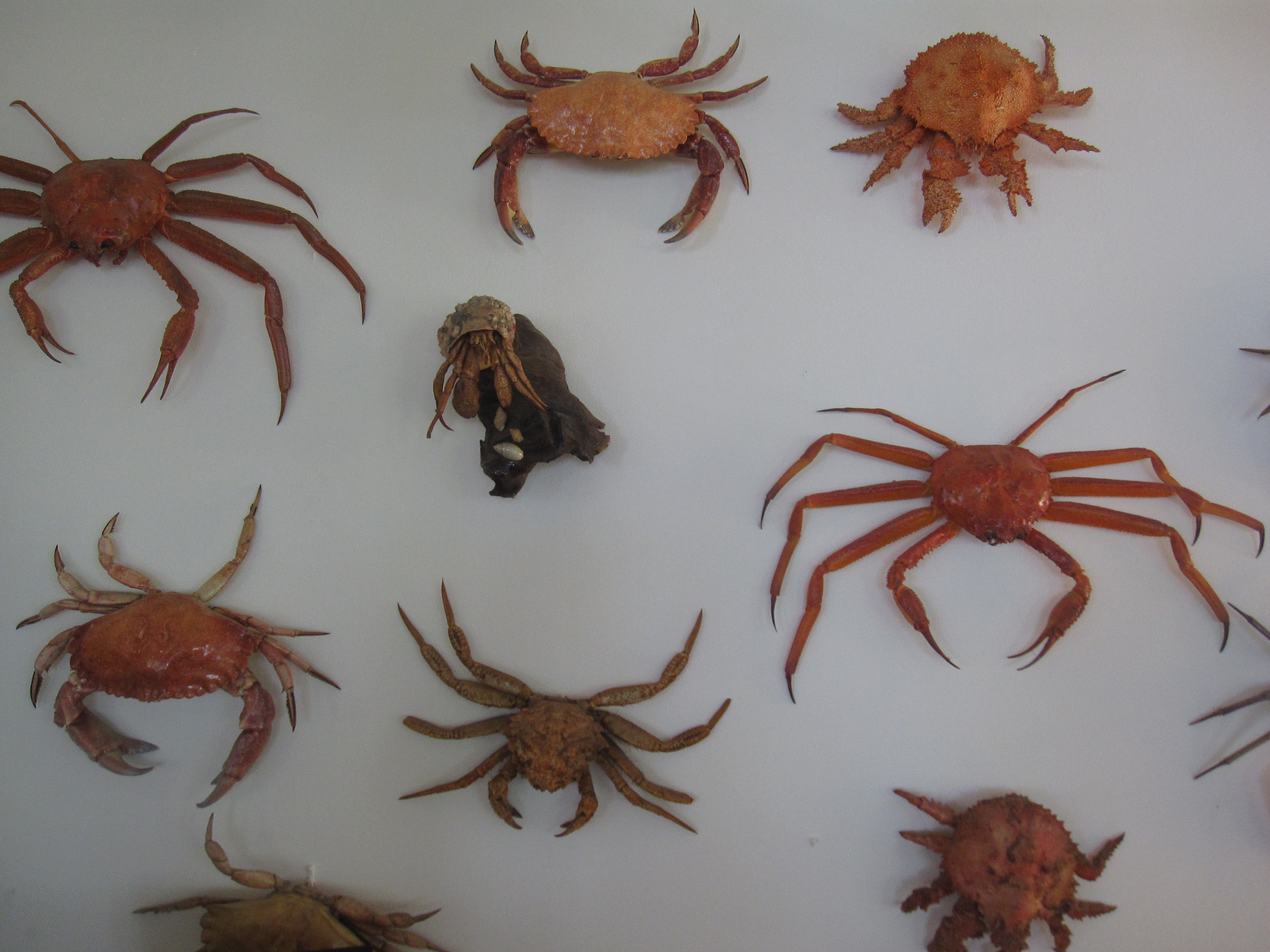 Crab Vancouver Island