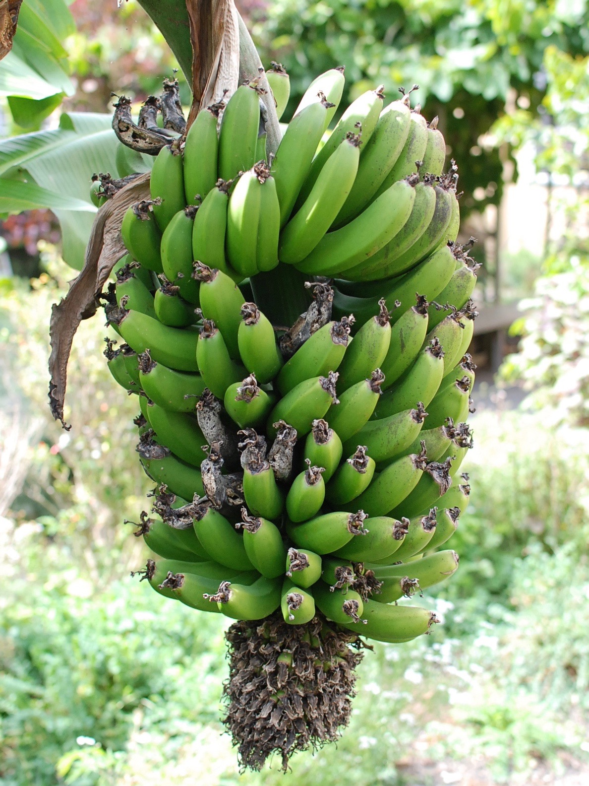 Bananas Hawaii