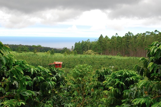Coffee Farm Hawaii