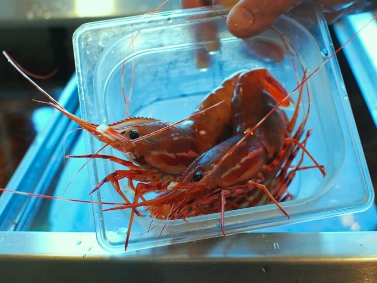 Spot Prawns California