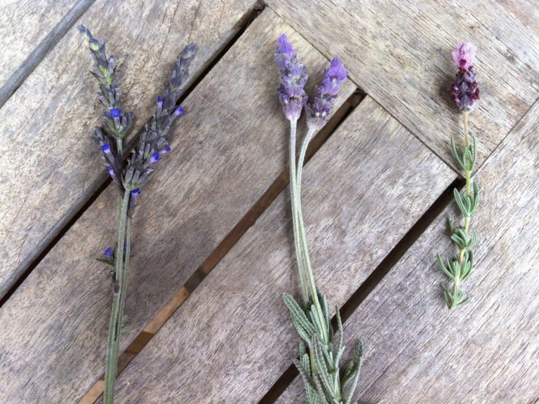 Lavender Hawaii