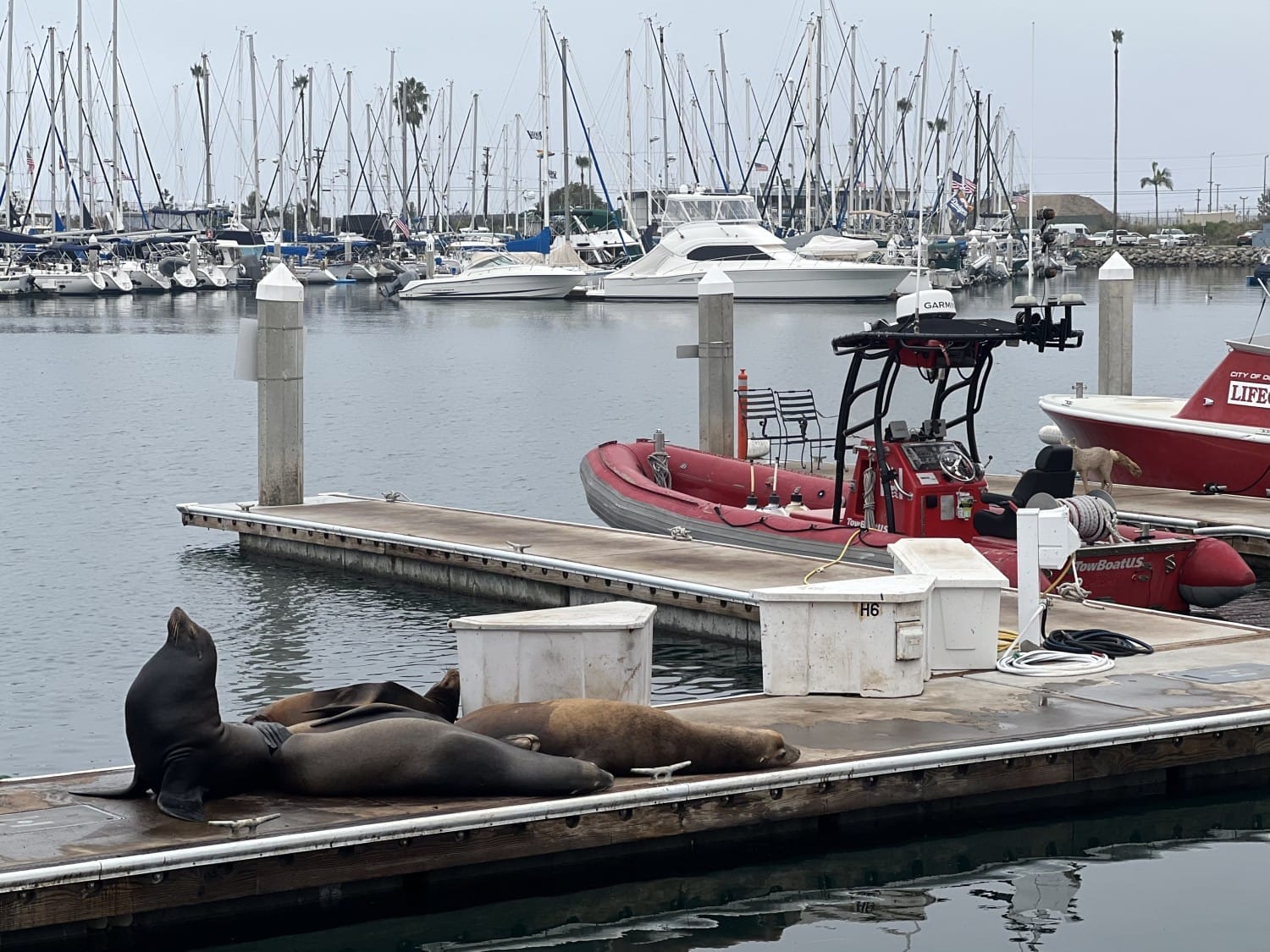 Harbor Oceanside