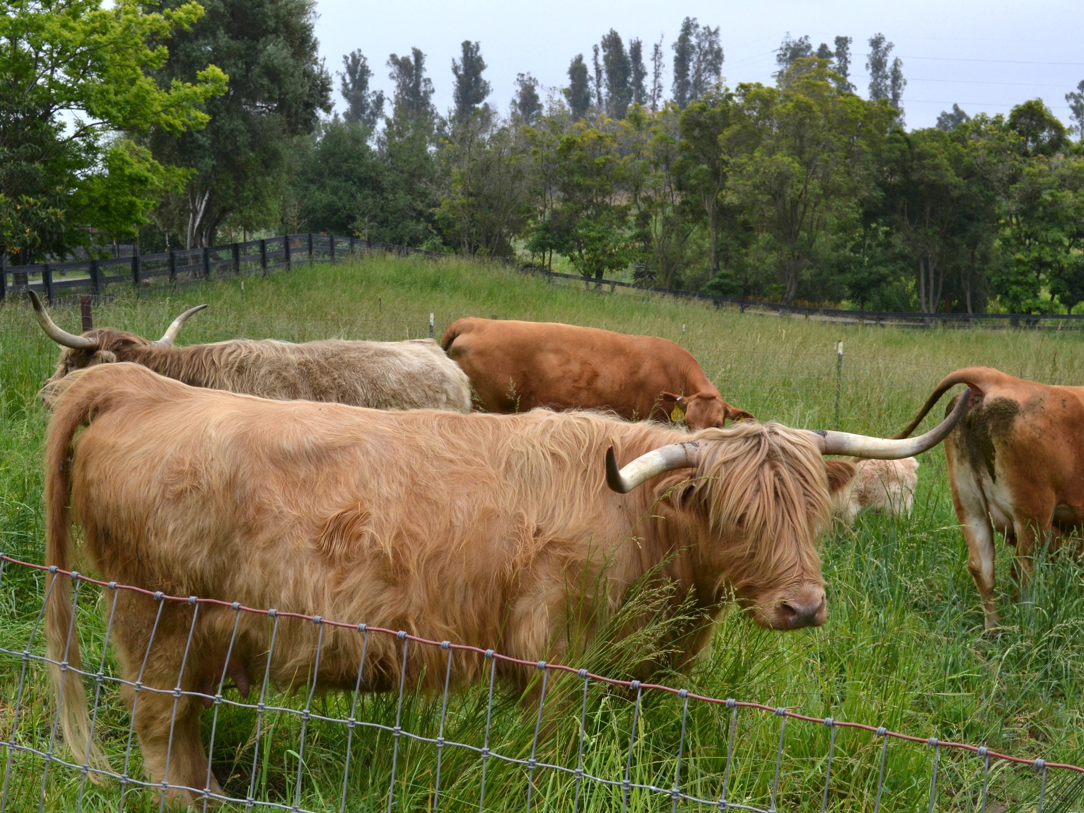 Highland cattle farms near me