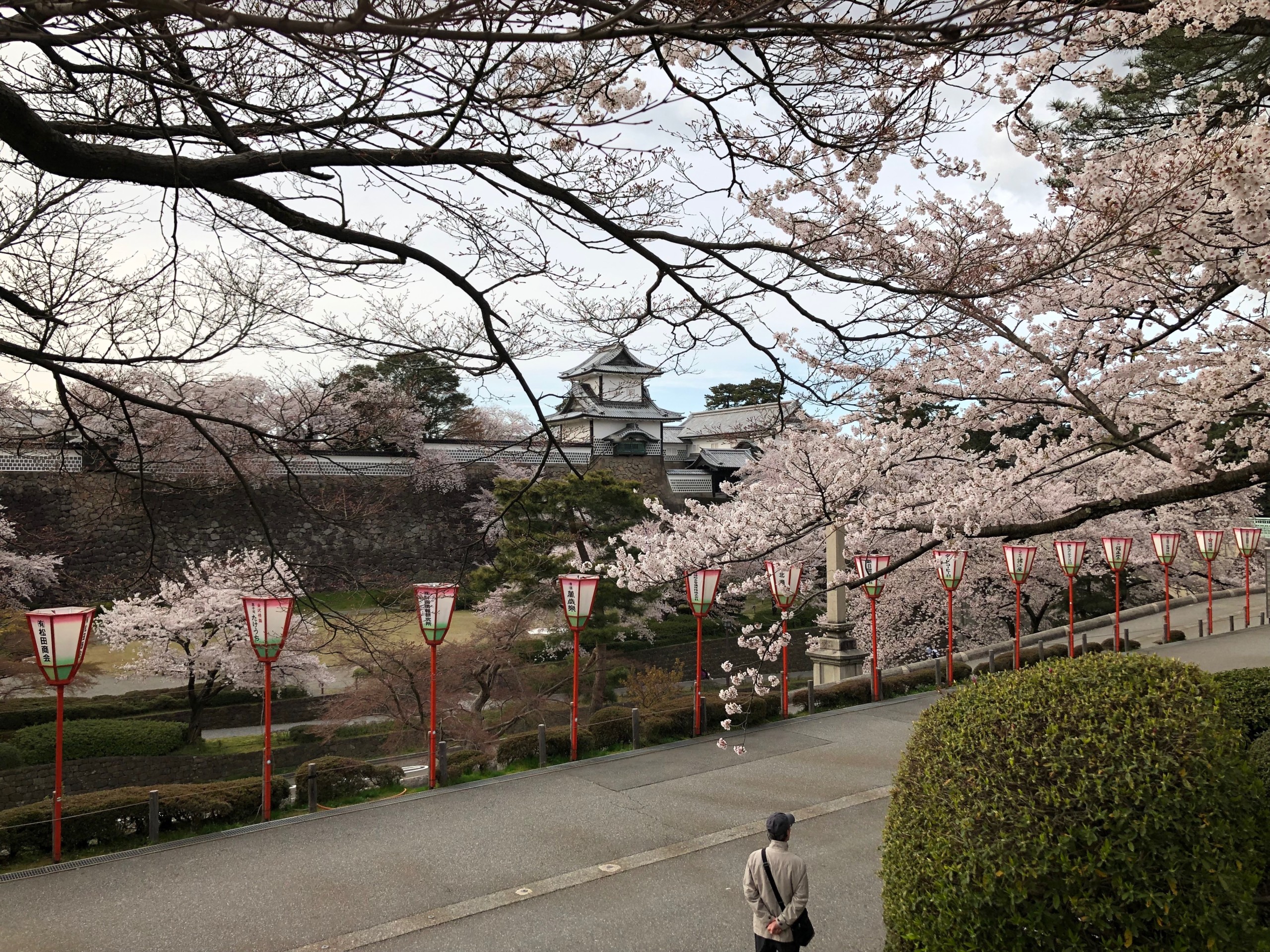 Cherry Blossoms Kanazawa