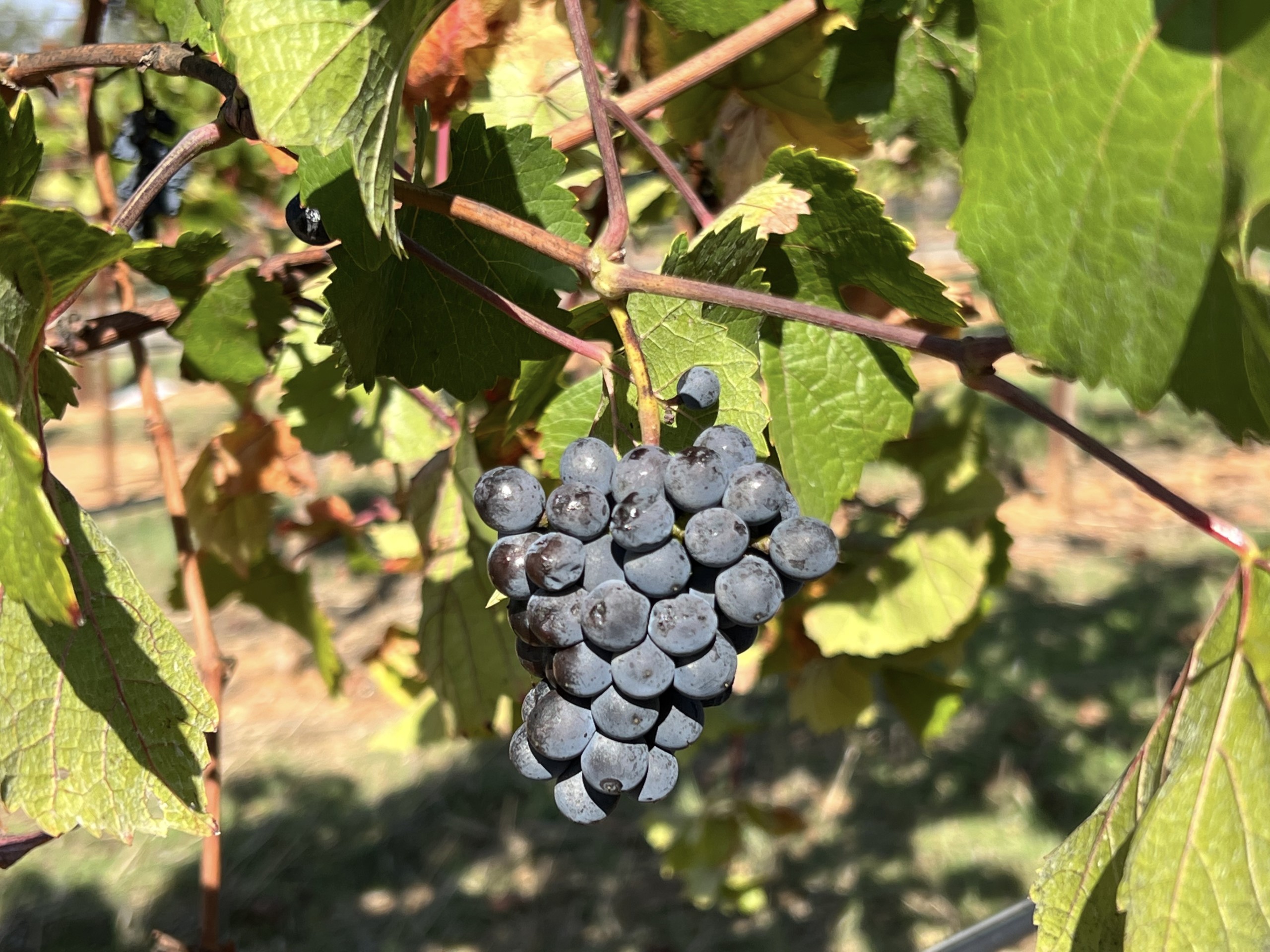 Vineyard Sonoma County