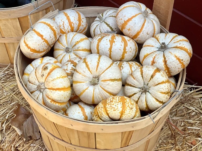 Pumpkins Orange County