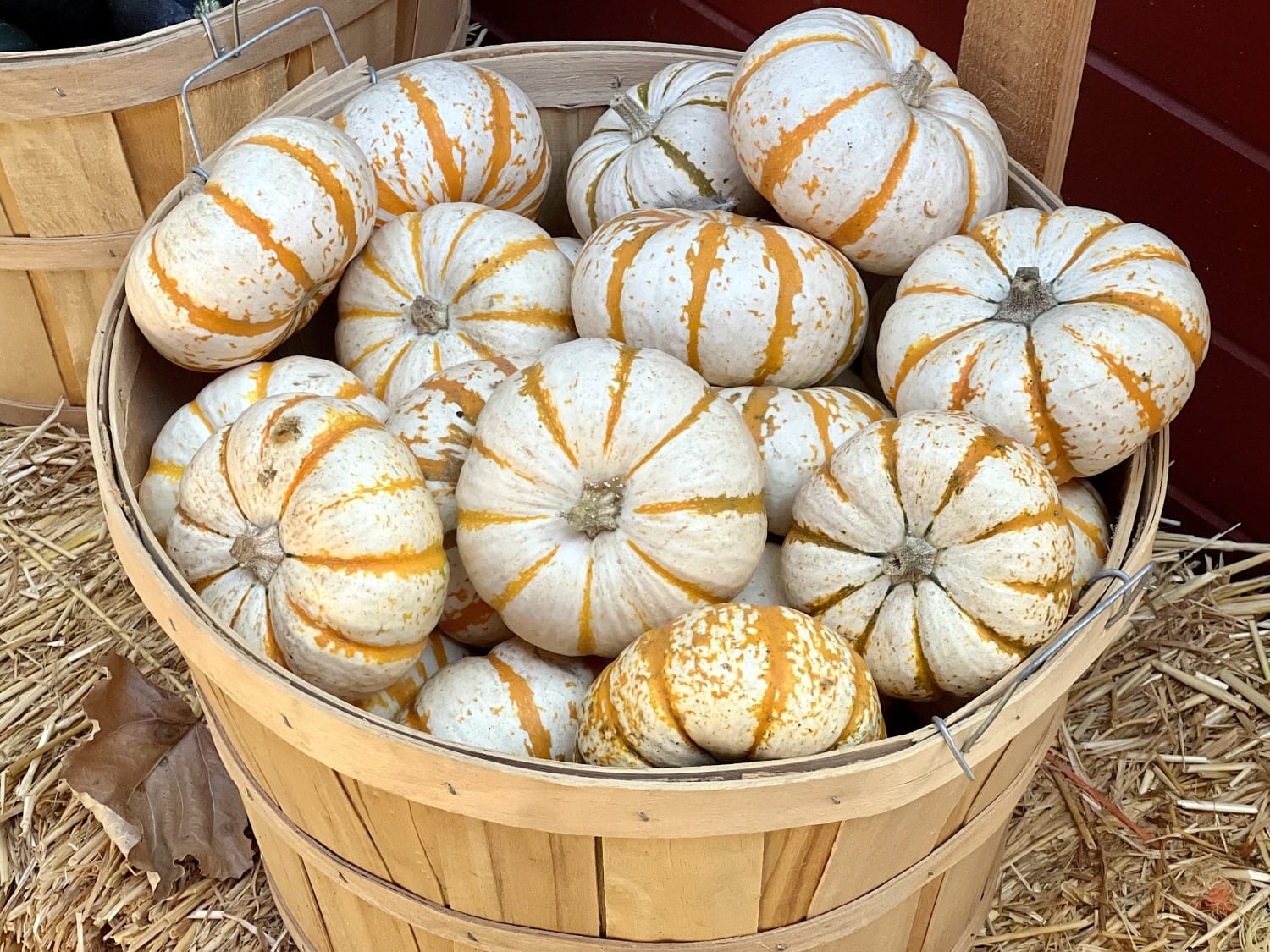 Pumpkins Orange County