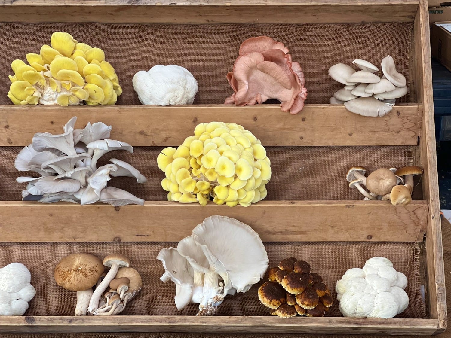 Mushrooms Santa Barbara